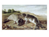 Buy Two Young Seals on the Shore, circa 1650 at AllPosters.com