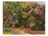 Buy Lilac, the Artist's Garden at AllPosters.com