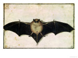 Buy Bat, 1522 at AllPosters.com