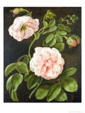 Buy Flower Study at AllPosters.com