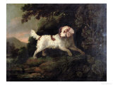 Buy Study of Clumber Spaniel in Wooded River Landscape at AllPosters.com