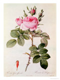 Buy Rosa Bifera Officinalis, from "Les Roses" by Claude Antoine Thory at AllPosters.com