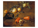 Buy Still Life of Fruits from Surinam and Reptiles at AllPosters.com