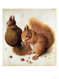 Buy Squirrels, 1512 at AllPosters.com