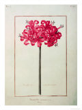 Buy Amaryllis Sarniensis, or Narcissus at AllPosters.com