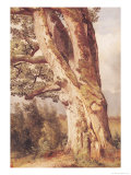 Buy The Oak at AllPosters.com