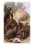 Buy Giant Tortoises from the Galapagos Islands, from a Natural History Book, 1887 at AllPosters.com