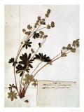 Buy Alchemilla, from a Herbarium at AllPosters.com