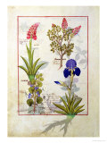 Buy Top Row: Orchid and Fumitory or Bleeding Heart. Bottom Row: Hedera and Iris at AllPosters.com