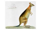 Buy Kangaroo at AllPosters.com