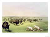 Hunting Buffalo Camouflaged with Wolf Skins, circa 1832