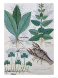 Buy Illustration from the "Book of Simple Medicines" by Mattheaus Platearius circa 1470 at AllPosters.com