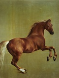 Whistlejacket, 1762