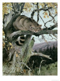 Wildcat in a Tree, 1902