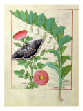 Buy Rose and Polygonatum Illustration from The Book of Simple Medicines by Mattheaus Platearius c. 1470 at AllPosters.com