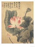 Peonies