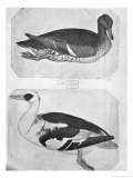 Buy Ducks at AllPosters.com