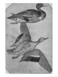 Buy Ducks at AllPosters.com