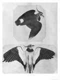 Buy Budgerigars at AllPosters.com