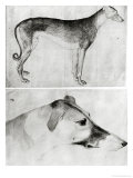 Buy Greyhound and Head of a Greyhound at AllPosters.com
