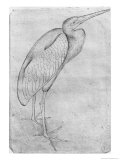 Buy Pelican at AllPosters.com
