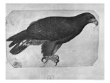 Buy Hawk at AllPosters.com