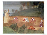 Buy The Miracles of St. Clare of Assisi, Detail of St. Clare Blessing the Harvest, 1523-24 at AllPosters.com