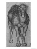 Buy Dromedary at AllPosters.com