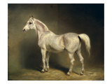 Buy Beatrice, the White Arab Saddlehorse of Helmuth Graf Von Moltke, 1855 at AllPosters.com