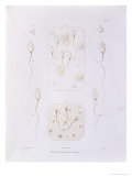 Buy Seminal Fluid, from "Theorie Positive de L'Ovulation Spontanee et de La Fecondation..." 1847 at AllPosters.com