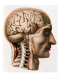 Buy The Brain, Plate from "Traite Complet de L'Anatomie de L'Homme"  1866-67 at AllPosters.com