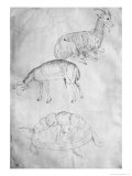 Buy Two Tortoises, Goat and Sheep at AllPosters.com