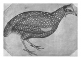 Buy Guinea Fowl at AllPosters.com