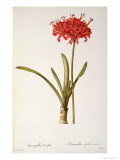 Buy Amaryllis Curvifolia from "Les Liliacees", 1809 at AllPosters.com