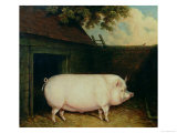 Buy A Pig in Its Sty at AllPosters.com