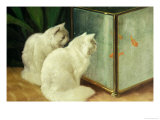 Buy White Cats Watching Goldfish at AllPosters.com