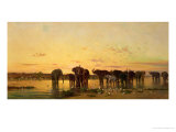 Buy African Elephants at AllPosters.com