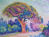 The Pine Tree at St. Tropez, 1909