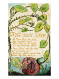 The Sick Rose, from Songs of Innocence