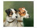 Buy Two Fox Terriers, 1898 at AllPosters.com