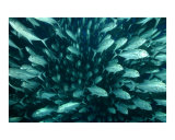 Buy Fish in the Ocean, Cocos Island, Costa Rica at AllPosters.com