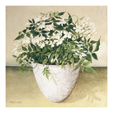 Buy White Jasmine at AllPosters.com