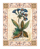Blue Primrose