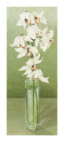 Buy Orchid at AllPosters.com