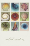 Shell Collection