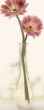 Buy Charming Daisy at AllPosters.com