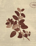 Buy Leaf Study II at AllPosters.com