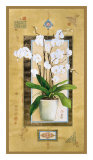 Phalaenopsis I