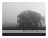 Buy Weeping Willow at AllPosters.com