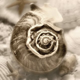 Buy Iridescent Seashell IV at AllPosters.com